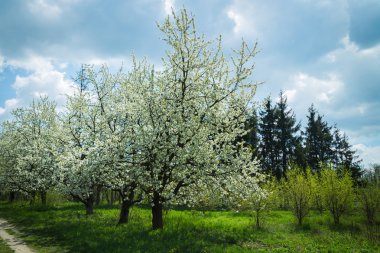 çiçekli ağaçlar ile yeşil orman