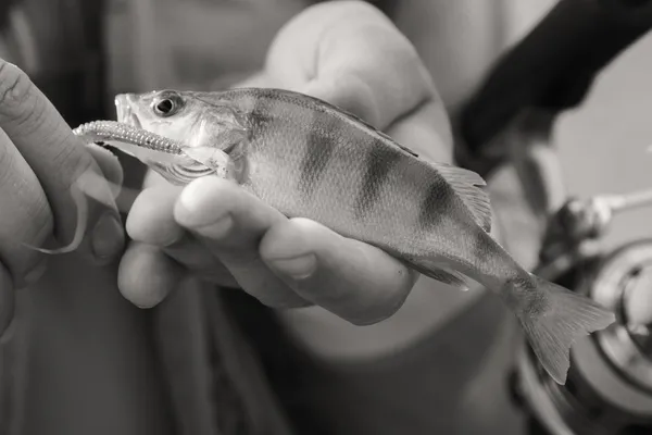 Fisherman holding fish — Stock Photo, Image