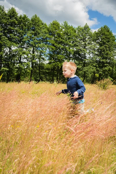 Boy in field — Stock Photo, Image