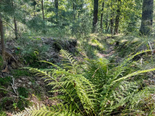 Bella Foresta Sfondo Natura Estate — Foto Stock