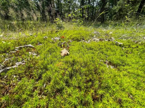 Bella Foresta Sfondo Natura Estate — Foto Stock