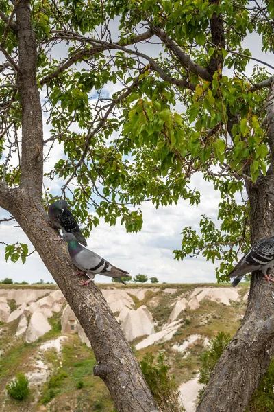 Fabulosa Natureza Perto Cidade Kashin Capadócia — Fotografia de Stock