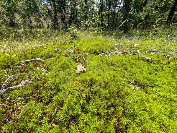 Bella Foresta Sfondo Natura Estate — Foto Stock