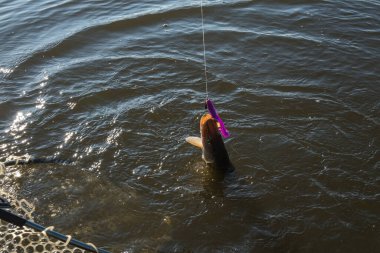 Balık tutmaya. Göl kıyısında turna balığı yakalamak.