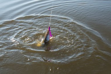 Balık tutmaya. Göl kıyısında turna balığı yakalamak.