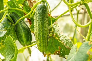 Bahçedeki bir dalda salatalık, salatalık yetiştiriyor.