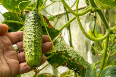Bahçedeki bir dalda salatalık, salatalık yetiştiriyor.
