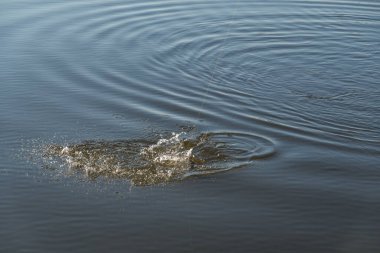 Balık tutmaya. Göl kıyısında turna balığı yakalamak.