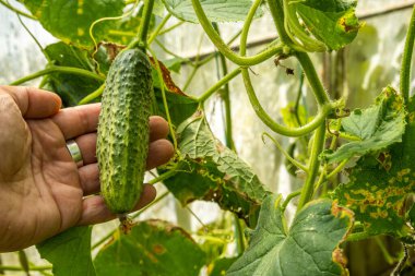 Bahçedeki bir dalda salatalık, salatalık yetiştiriyor.