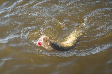 Balık tutmaya. Göl kıyısında turna balığı yakalamak.