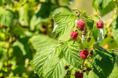 Bahçedeki bir dalda ahududu yetiştiriyorum.