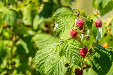 Bahçedeki bir dalda ahududu yetiştiriyorum.