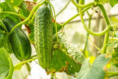 Bahçedeki bir dalda salatalık, salatalık yetiştiriyor.