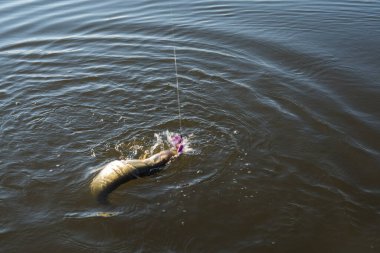 Balık tutmaya. Göl kıyısında turna balığı yakalamak.