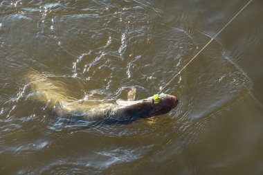 Balık tutmaya. Göl kıyısında turna balığı yakalamak.