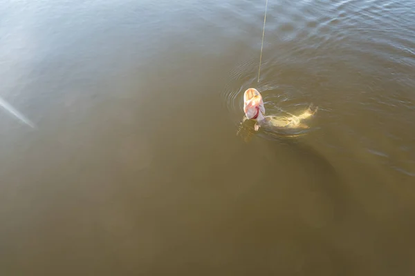 釣りだ 湖でパイクをキャッチ — ストック写真