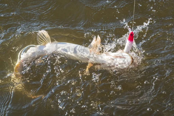 Pesca Catturare Luccio Sul Lago — Foto Stock