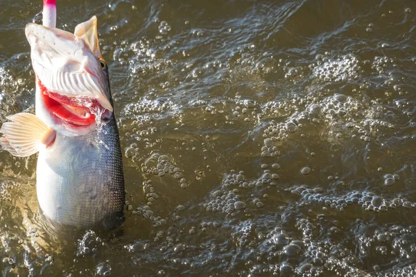 Pesca Catturare Luccio Sul Lago — Foto Stock