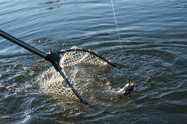 Pesca Pesca Alla Trota Sul Lago — Foto Stock