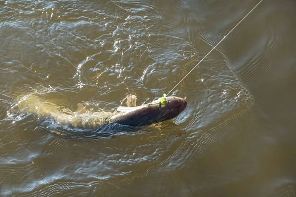 Pesca Captura Lucio Lago — Foto de Stock