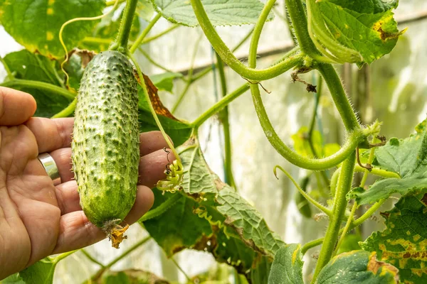 Bahçedeki bir dalda salatalık, salatalık yetiştiriyor.