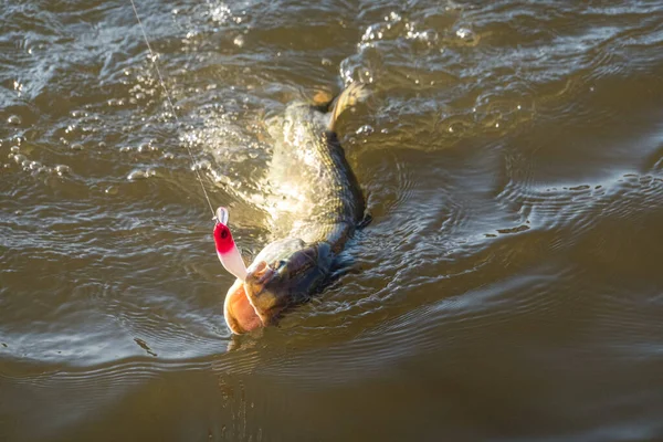 Pesca Catturare Luccio Sul Lago — Foto Stock