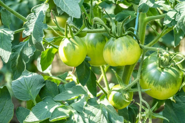 Tomatoes Branch Garden Growing Tomato — Stock Photo, Image