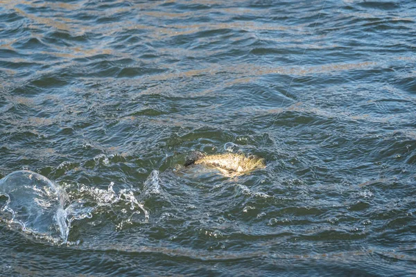 Łowienie Ryb Łowienie Pstrągów Jeziorze — Zdjęcie stockowe