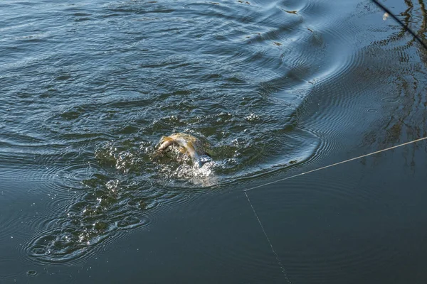 Pesca Pesca Alla Trota Sul Lago — Foto Stock