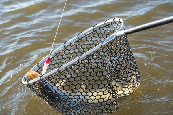 Pêche Attraper Brochet Sur Lac — Photo