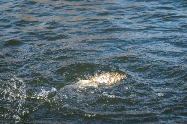 Pesca Pesca Truchas Lago — Foto de Stock