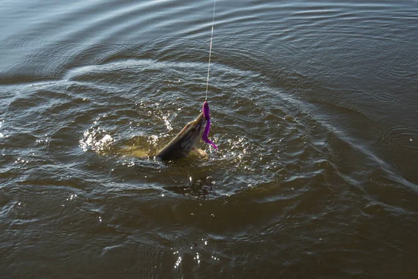 Pesca Catturare Luccio Sul Lago — Foto Stock