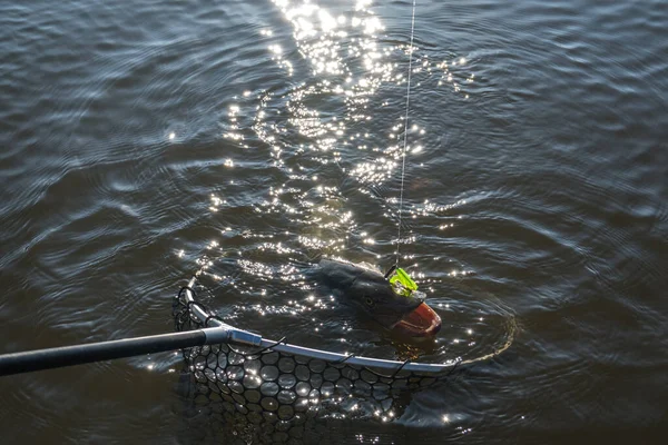 Риболовля Спіймати Щуку Озері — стокове фото