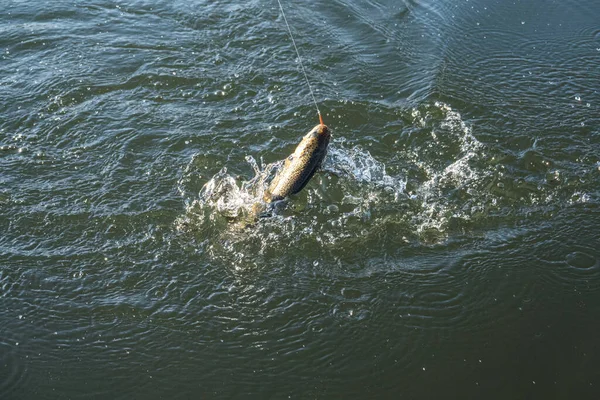 Łowienie Ryb Łowienie Pstrągów Jeziorze — Zdjęcie stockowe