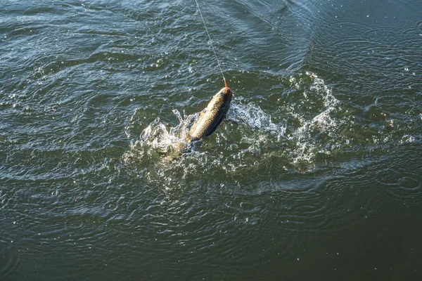 Fishing Trout Fishing Lake — Stock Photo, Image