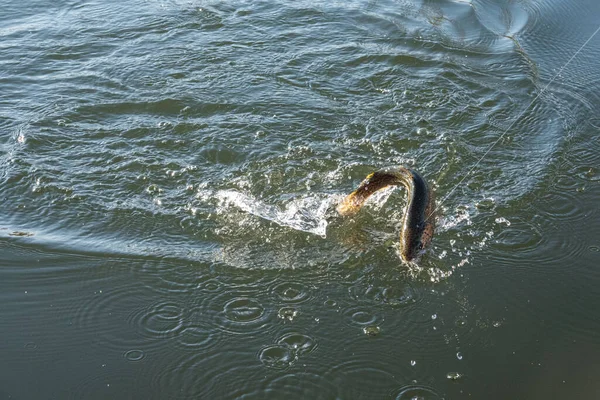 Balık Tutmaya Gölde Alabalık Avı — Stok fotoğraf