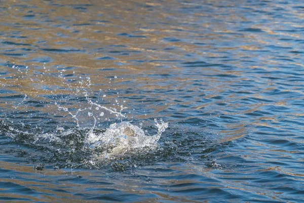 Fishing Trout Fishing Lake Stock Image