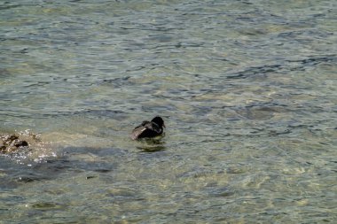 İsviçre 'de Thun Gölü, dağlar ve göl manzarası