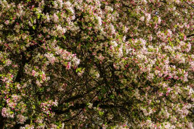İsviçre 'de Thun Gölü, dağlar ve göl manzarası