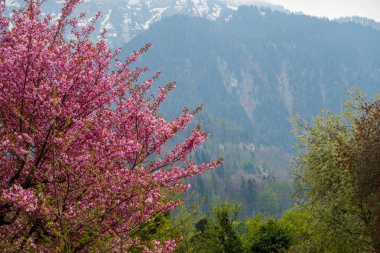 Dağlarda kiraz çiçekleri, çok güzel bir arka plan.