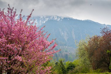Dağlarda kiraz çiçekleri, çok güzel bir arka plan.