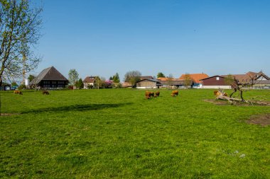 İskoç tüylü inekler İsviçre çayırlarında otluyor.