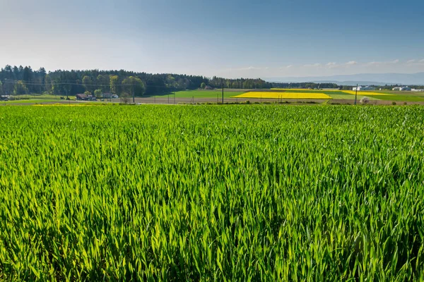 Υπέροχη Θέα Και Τοπία Της Επαρχίας Emmental Γεωργικοί Λόγοι — Φωτογραφία Αρχείου