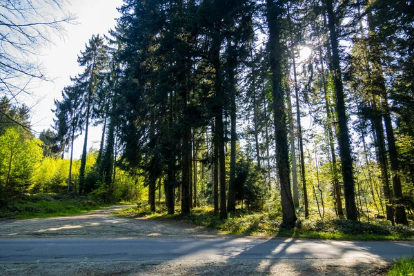 Magníficos Bosques Suiza Fondo Natural Hermoso Paisaje —  Fotos de Stock