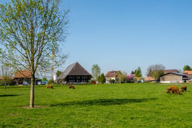 İskoç tüylü inekler İsviçre çayırlarında otluyor.
