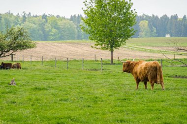 İskoç kıllı inek çiftliği. İnekler çayırda otluyor.