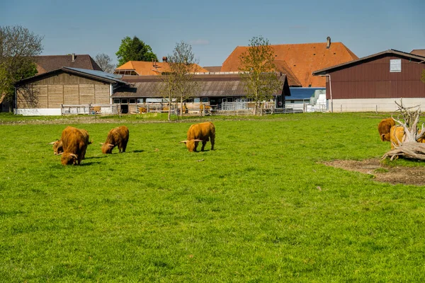 Schottische Zottelkühe Grasen Auf Schweizer Weide — Stockfoto