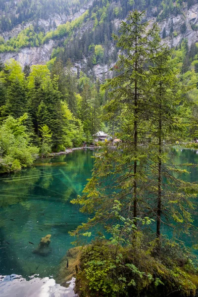 Μεγαλοπρεπής Blausee Ανάμεσα Στο Δάσος Και Βουνά — Φωτογραφία Αρχείου