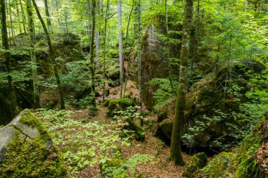 Orman ve dağlar arasındaki görkemli Blausee