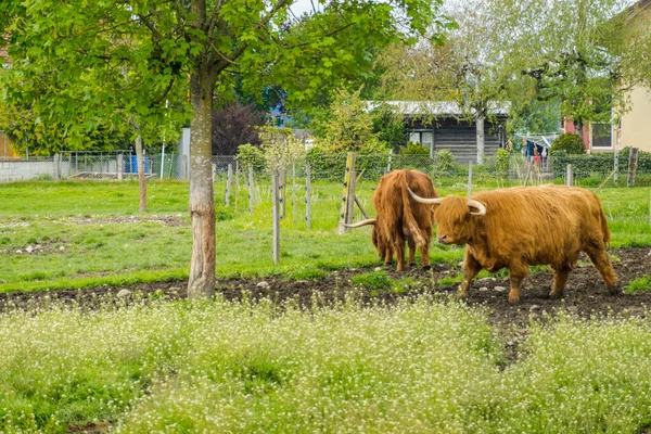 Granja Escocesa Vacas Peludas Las Vacas Pastan Prado — Foto de Stock